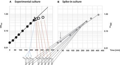 Valine-Induced Isoleucine Starvation in Escherichia coli K-12 Studied by Spike-In Normalized RNA Sequencing